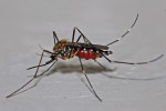 5 ασθένειες που μεταδίδονται από τα κουνούπια