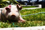 Ανοίγει ο δρόμος για μεταμόσχευση οργάνων ζώων σε ανθρώπους