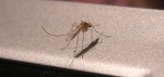 Τα κουνούπια του Ζίκα ίσως έφτασαν στις ΗΠΑ