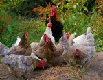 Υπάρχει τρόπος να διώξετε τα κουνούπια (αλλά δεν θα σας αρέσει)