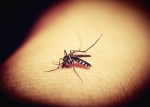 Κανένα πρόβλημα από την ελονοσία στην Ελλάδα