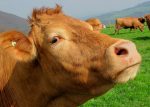 Κάνει κακό το αγελαδινό γάλα;
