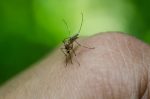 Ελπιδοφόρο τεστ αναπνοής για την ελονοσία