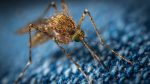 Ένας μύκητας εξοντώνει τα κουνούπια που μεταδίδουν την ελονοσία