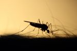 Αντιμετωπίζοντας τα κουνούπια με χάπια… διαίτης!
