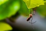Iός του Δυτικού Νείλου – προσοχή στα κουνούπια